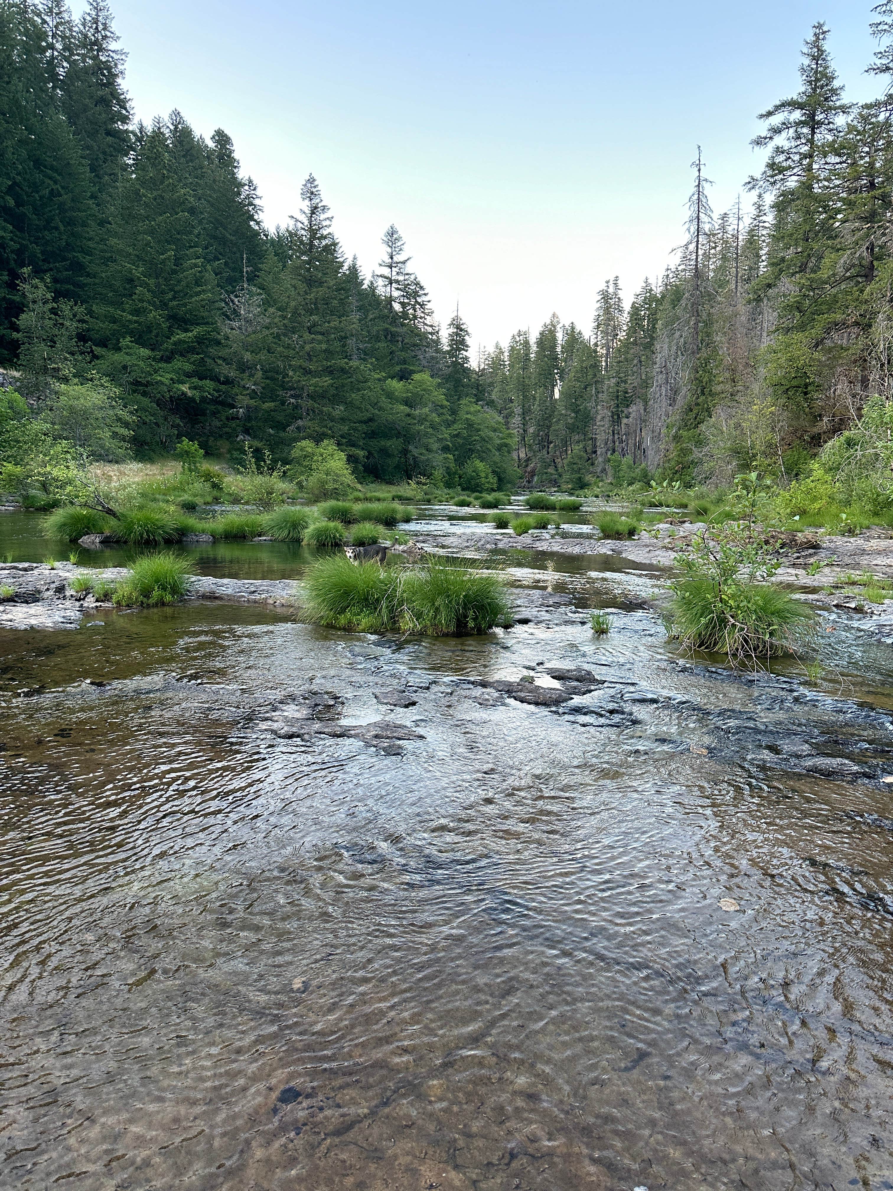 Camper submitted image from Umpqua National Forest Steamboat Falls Campground - 3