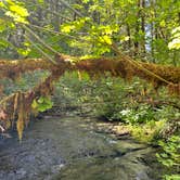 Review photo of Umpqua National Forest Steamboat Falls Campground by Stephen T., June 22, 2024