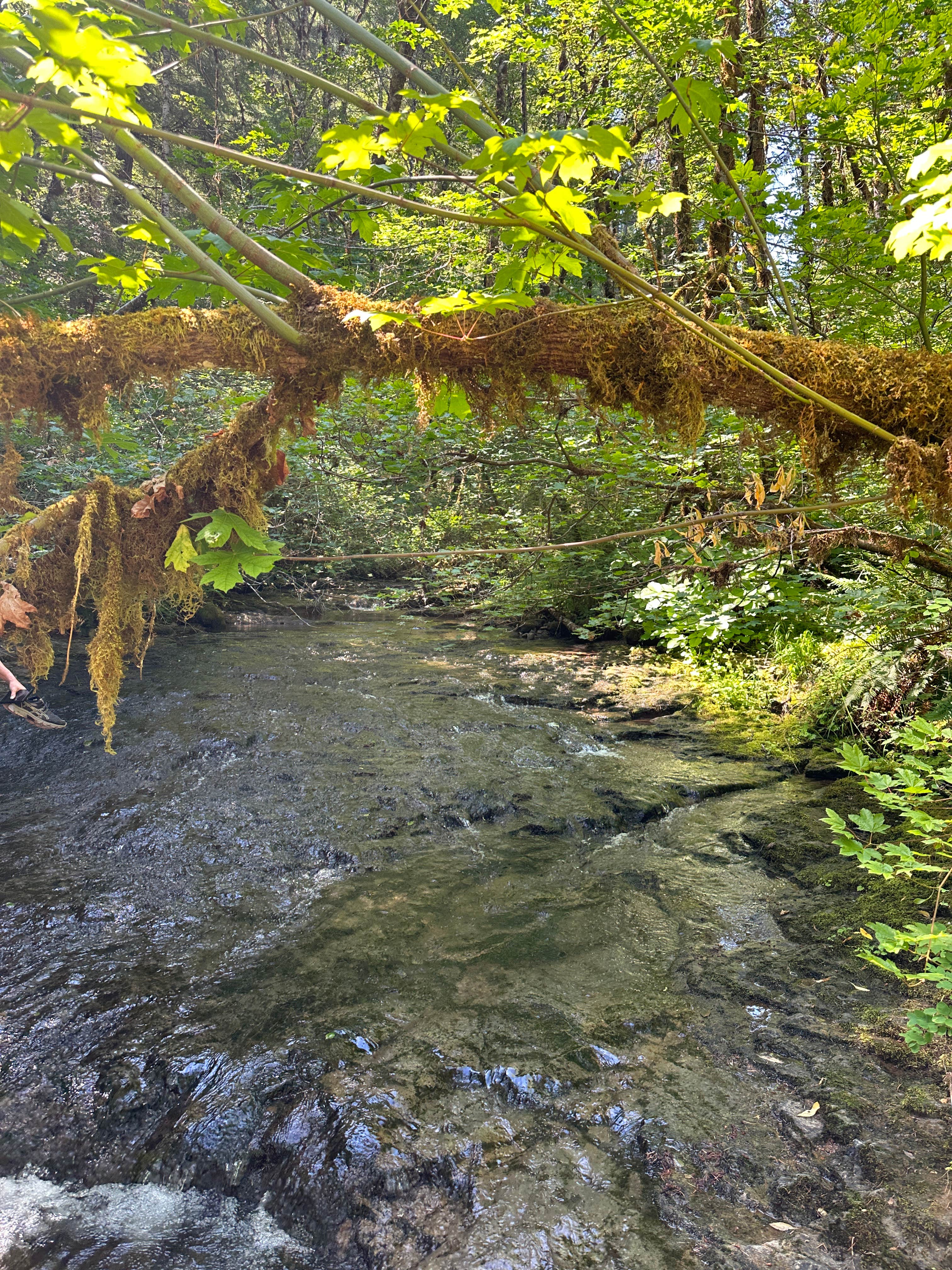 Camper submitted image from Umpqua National Forest Steamboat Falls Campground - 4