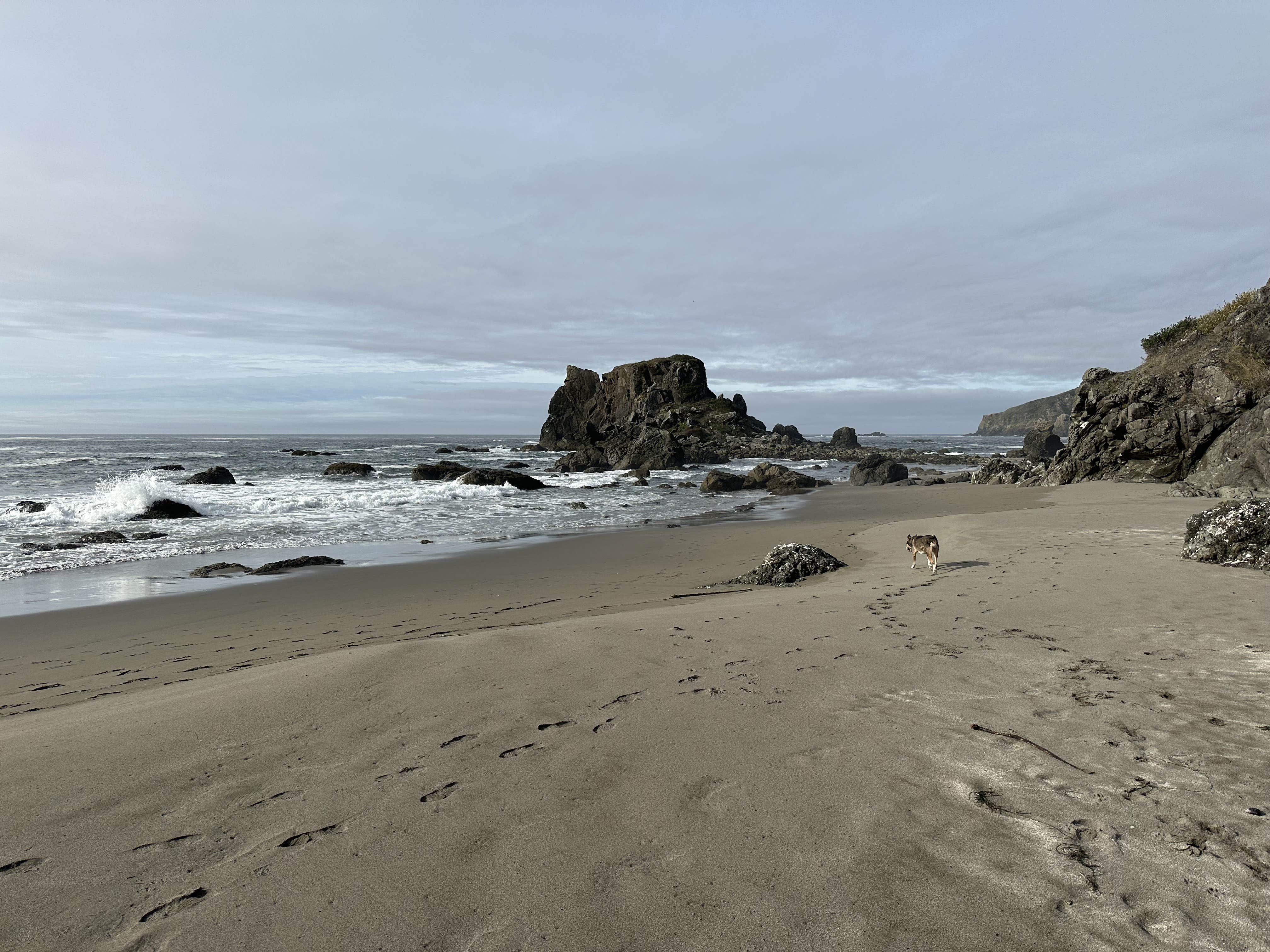 Stephen T.'s photo of camping with pets at Harris Beach State Park Campground near Smith River, CA