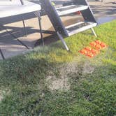 Review photo of Premier RV Resort by Darren J., June 23, 2024