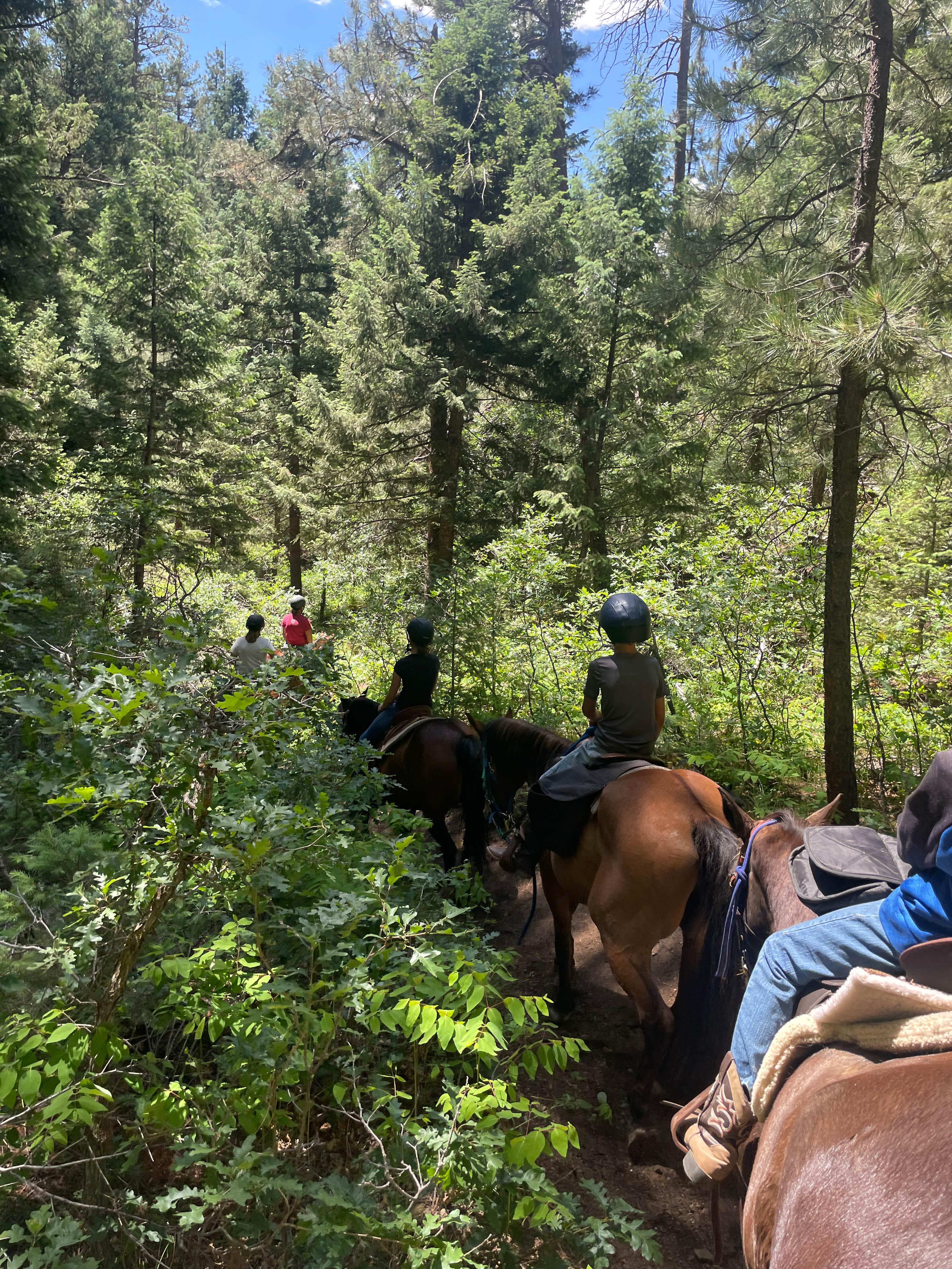 D.'s photo of camping with a horse at Indian Creek Equestrian Campground near Palmer Lake, CO