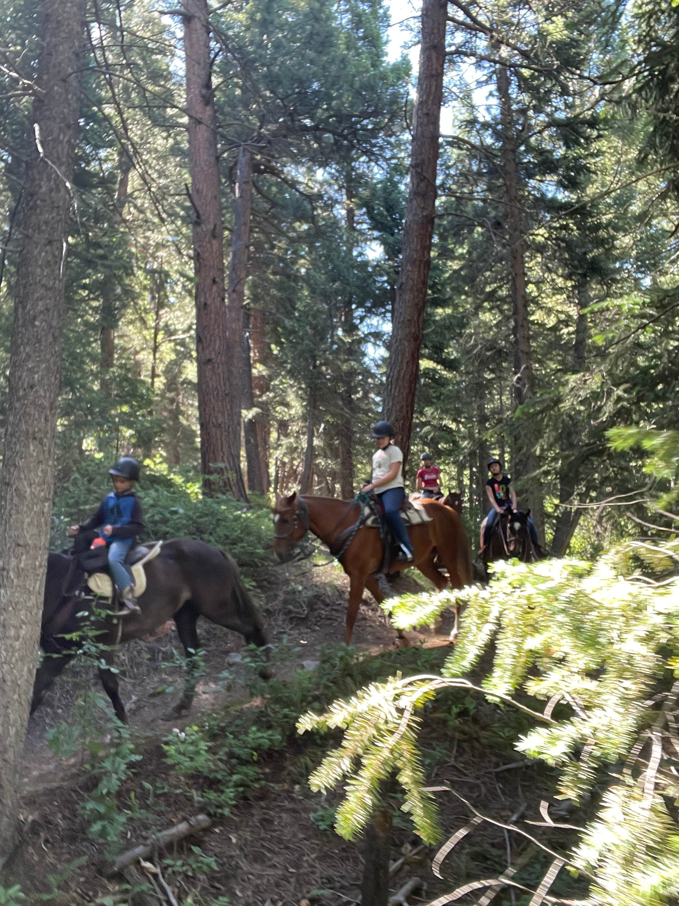 D.'s photo of camping with a horse at Indian Creek Equestrian Campground near Dumont, CO