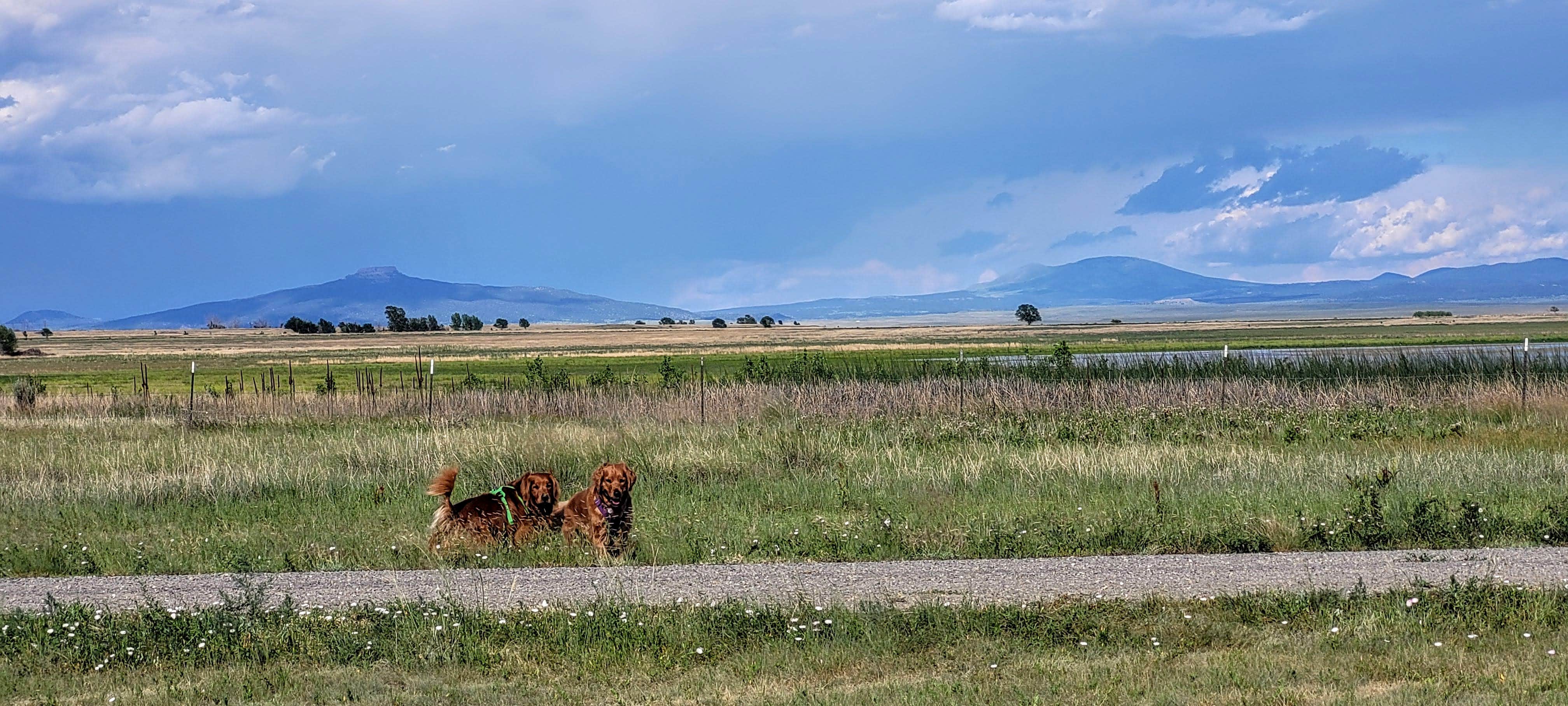 Texas Roving Ranger's photo of camping with pets at Lake 13-Maxwell National Wildlife Refuge near Cimarron, NM