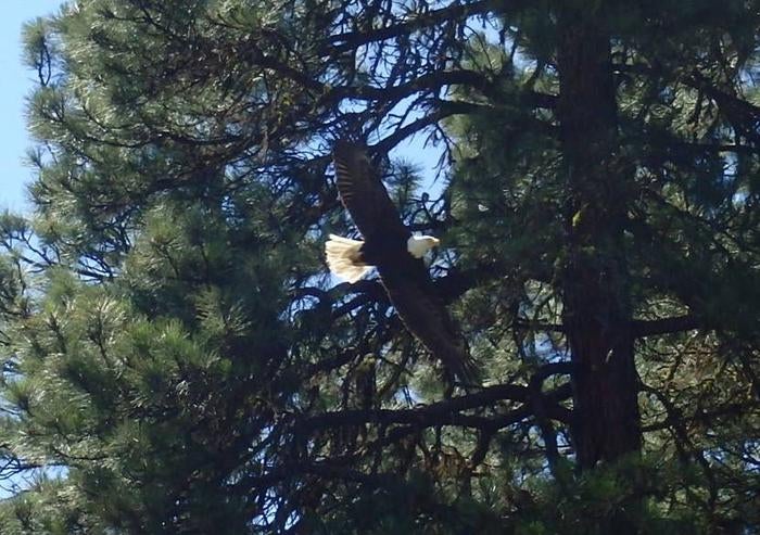 Bald eagle with outstretched wings flying above past pine trees.



Eagle and Pine trees.

Credit: USFS