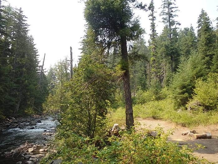 Camper submitted image from Pine Needle Group Site - 4