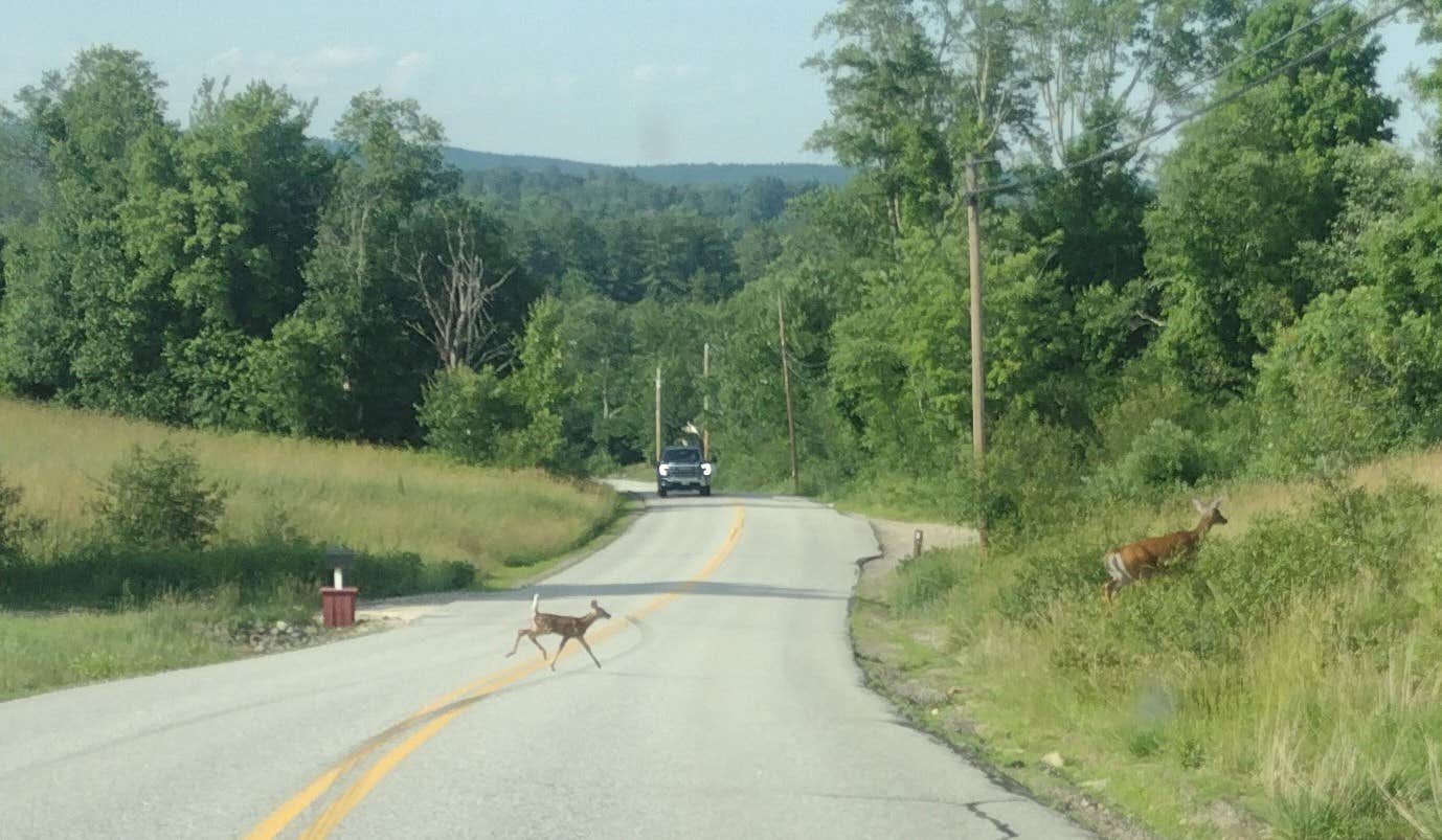 Margot K.'s photo of camping with pets at Peverly Place near Gilford, NH