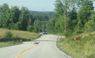 Margot K.'s photo of camping with pets at Peverly Place near Pittsfield, NH