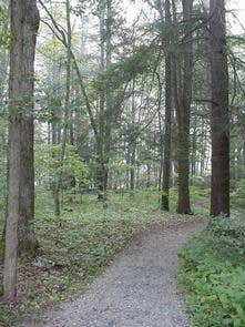 Camper submitted image from Monongahela National Forest Blue Bend Campground - 4