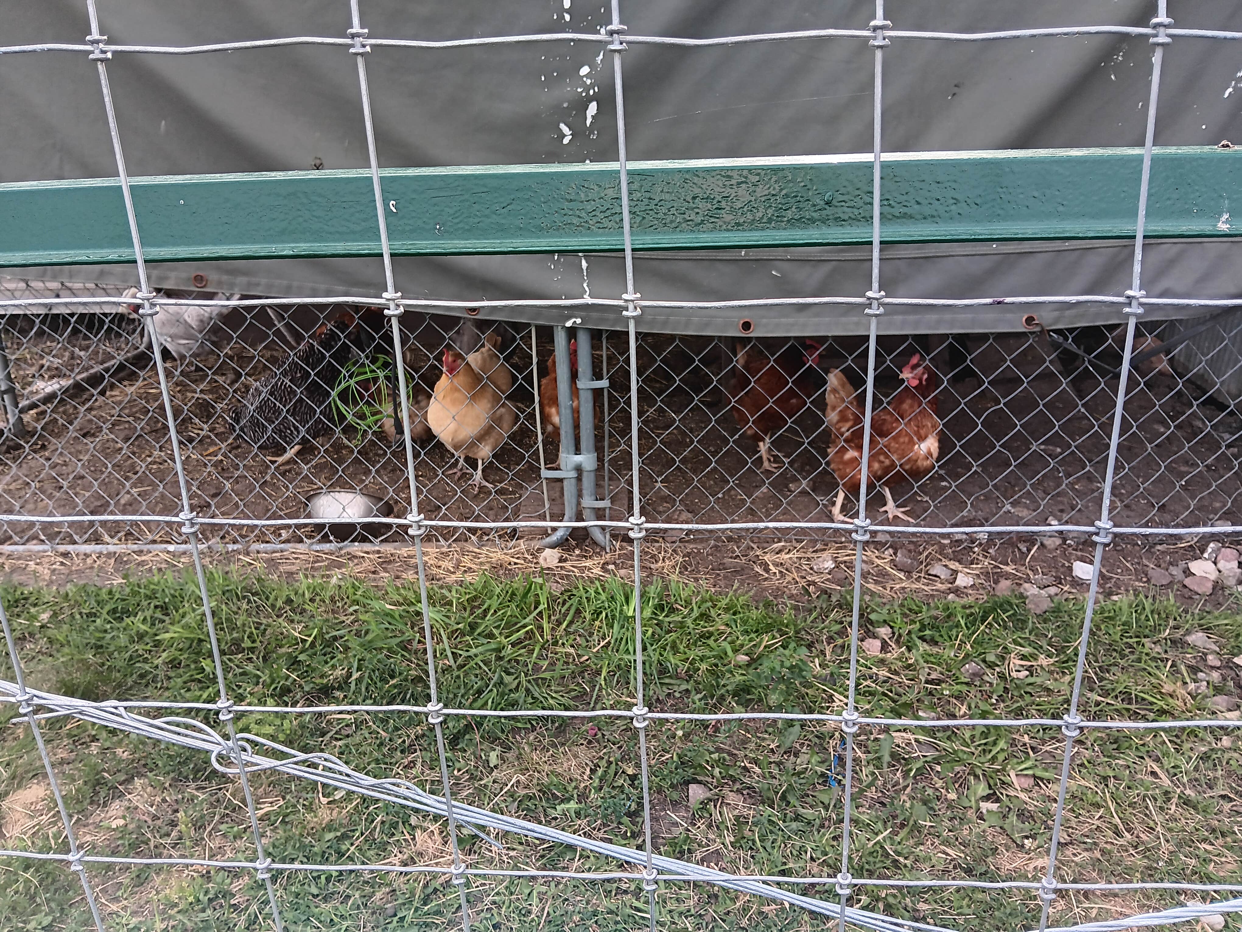 Wesley B.'s photo of camping with pets at Liberty Acres near Brimfield, IL