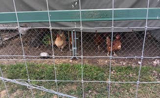 Wesley B.'s photo of camping with pets at Liberty Acres near Keithsburg, IL