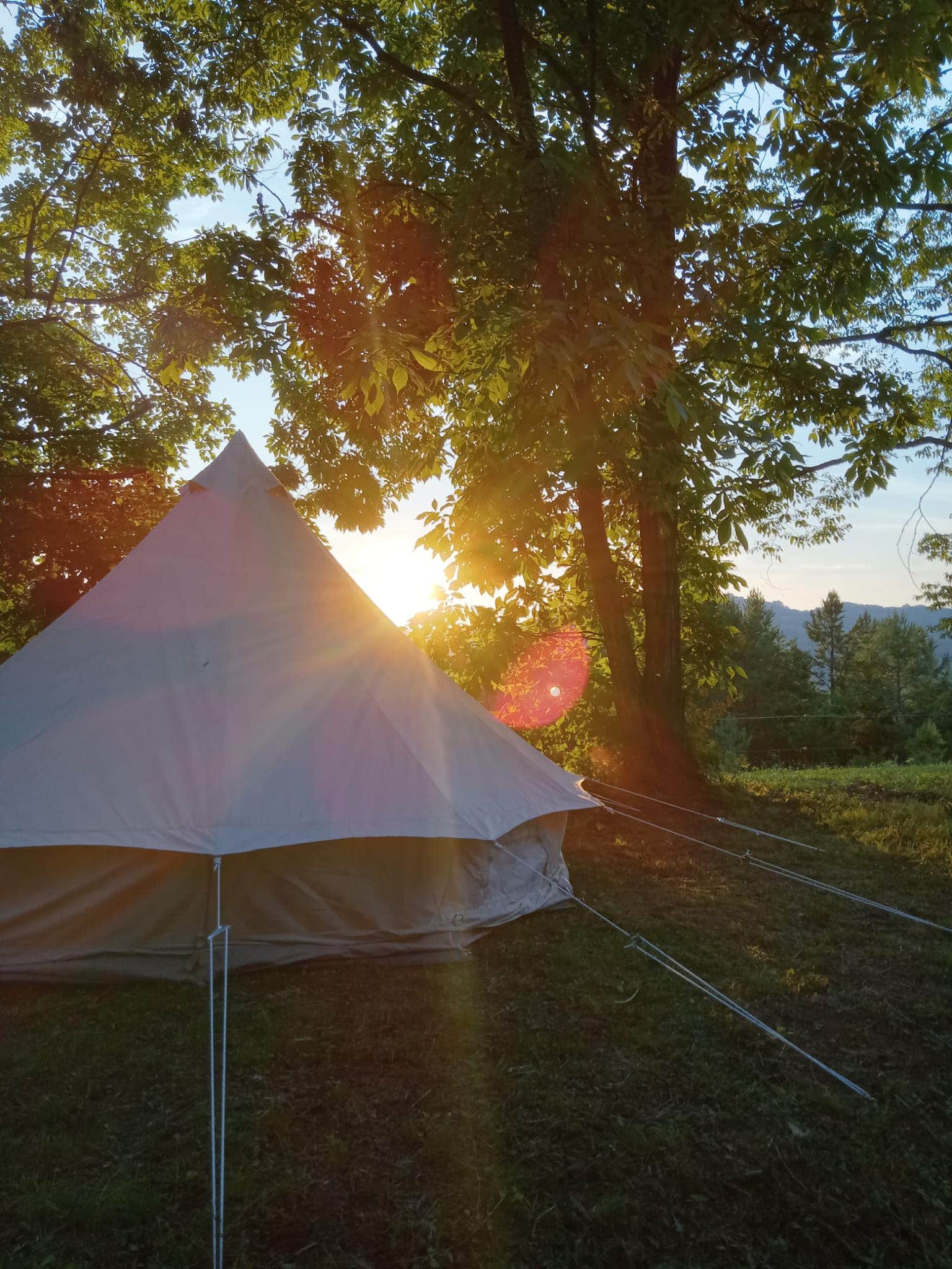 Camper submitted image from Camping with the Cows - 1