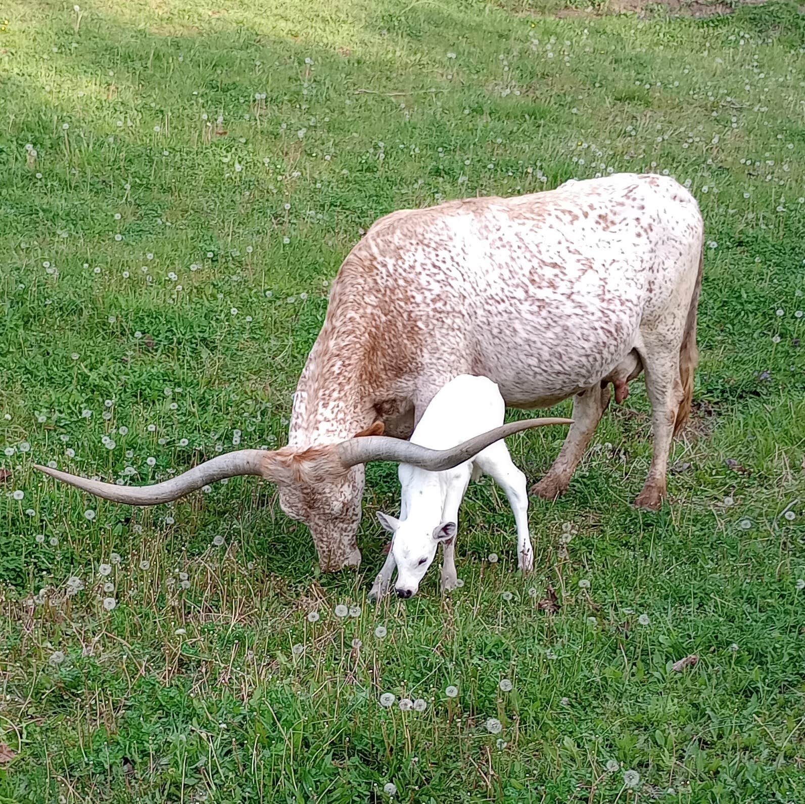 Allen & Kimberly K.'s photo of camping with pets at Camping with the Cows near Rutledge, TN