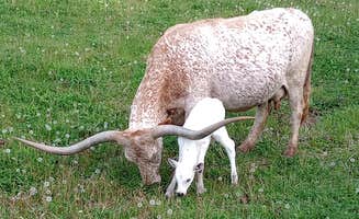 Allen & Kimberly K.'s photo of camping with pets at Camping with the Cows near Dryden, VA