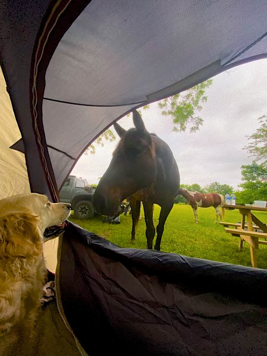 Rick's photo of tent camping at Sleep Under The Pecan Trees near Rowlett, TX