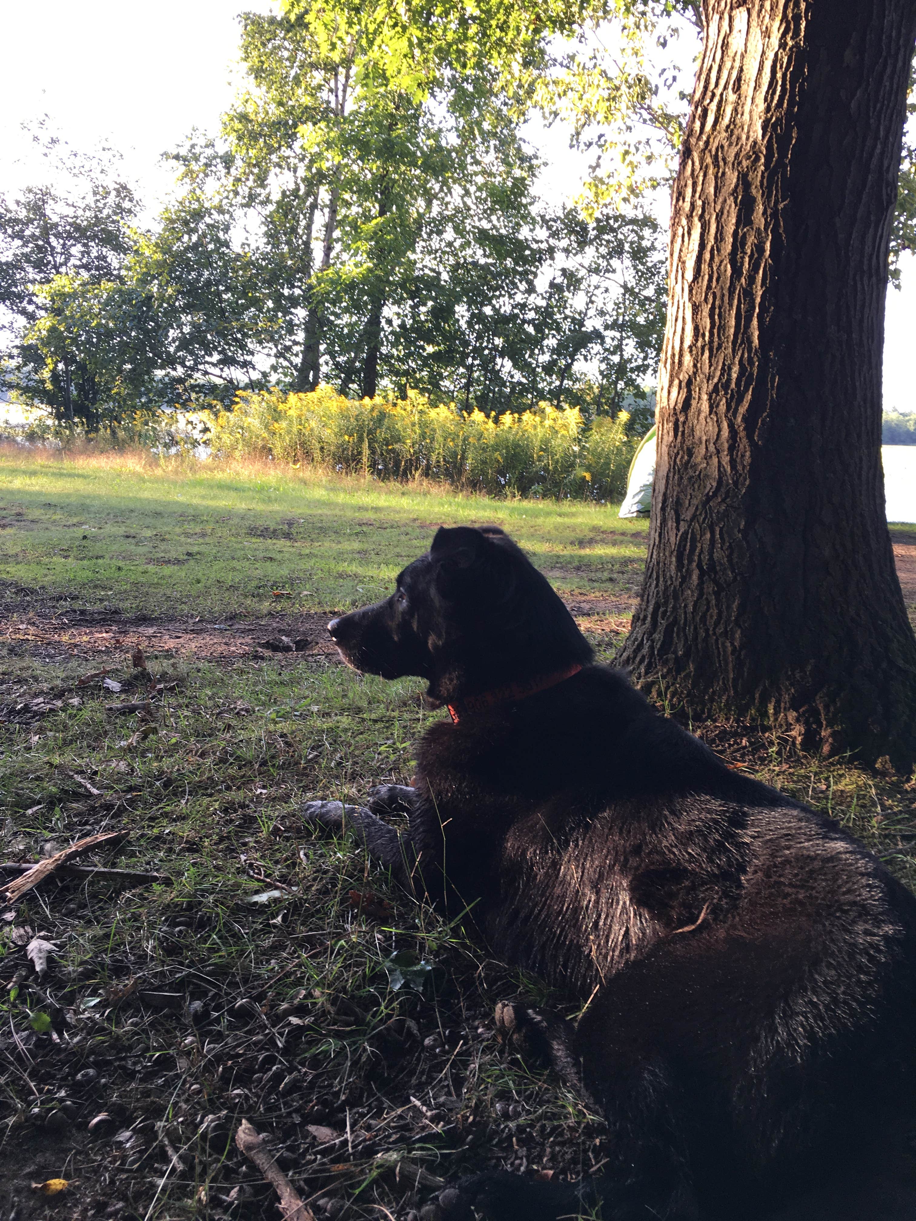 Camper submitted image from Reedsburg Dam State Forest Campground - 4
