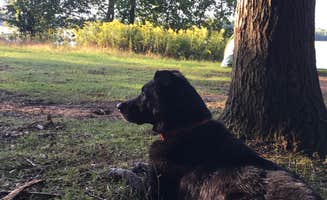Judy B.'s photo of camping with pets at Reedsburg Dam State Forest Campground in Michigan
