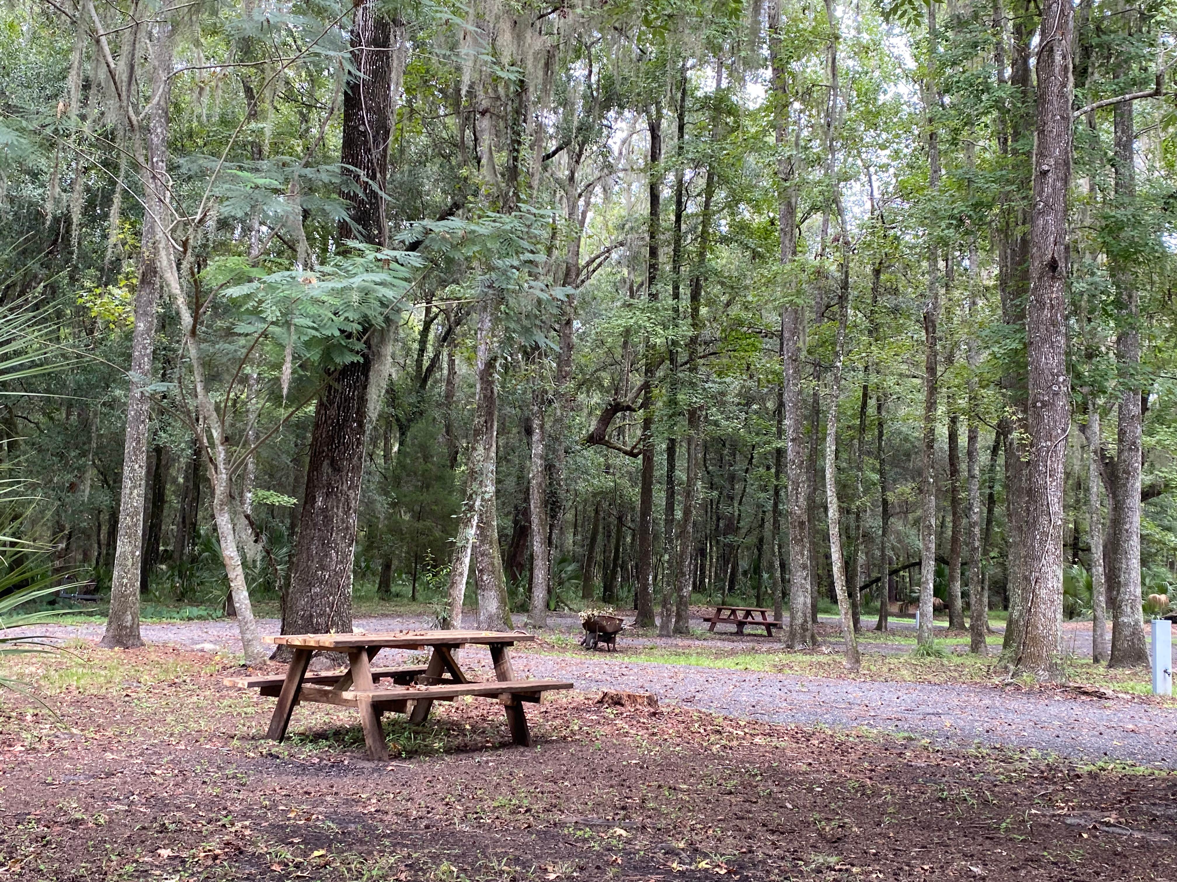 Stuart K.'s photo of camping with pets at Kate’s Fish Camp near Williston, FL