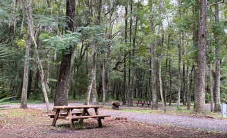 Stuart K.'s photo of camping with pets at Kate’s Fish Camp near Lake Butler, FL