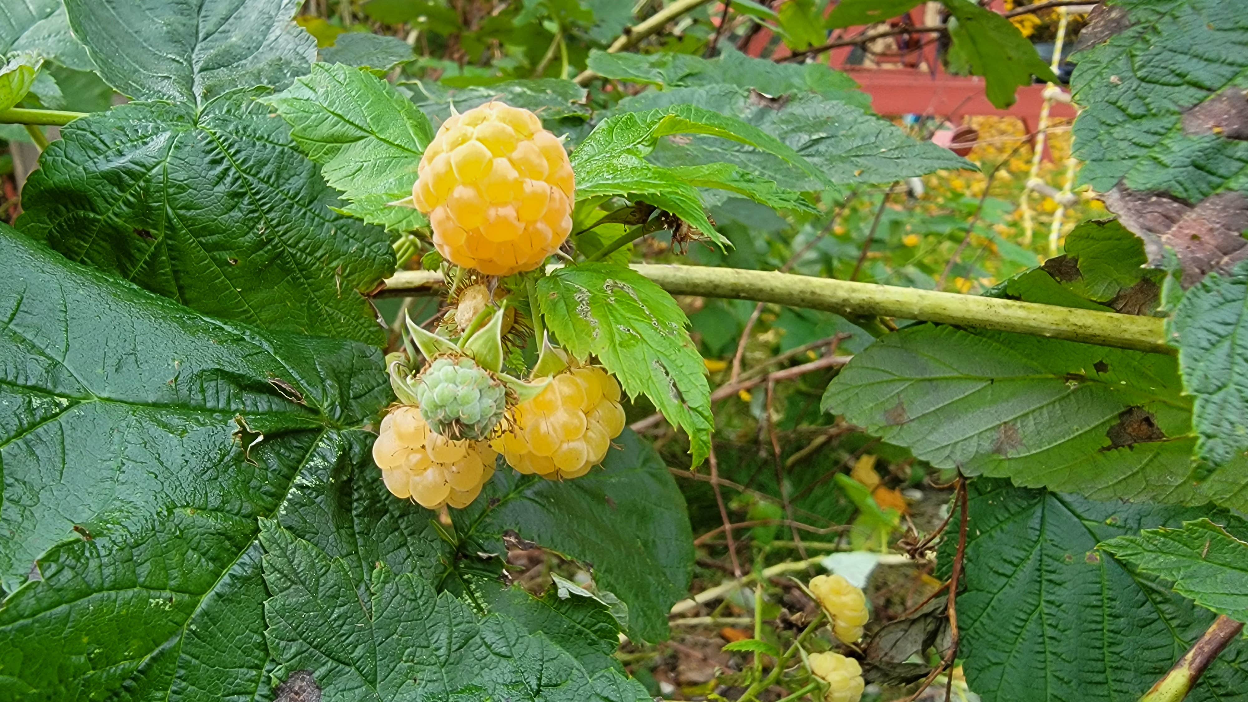 Camper-submitted photo at Camp Clear Sky near Charlotte, MI