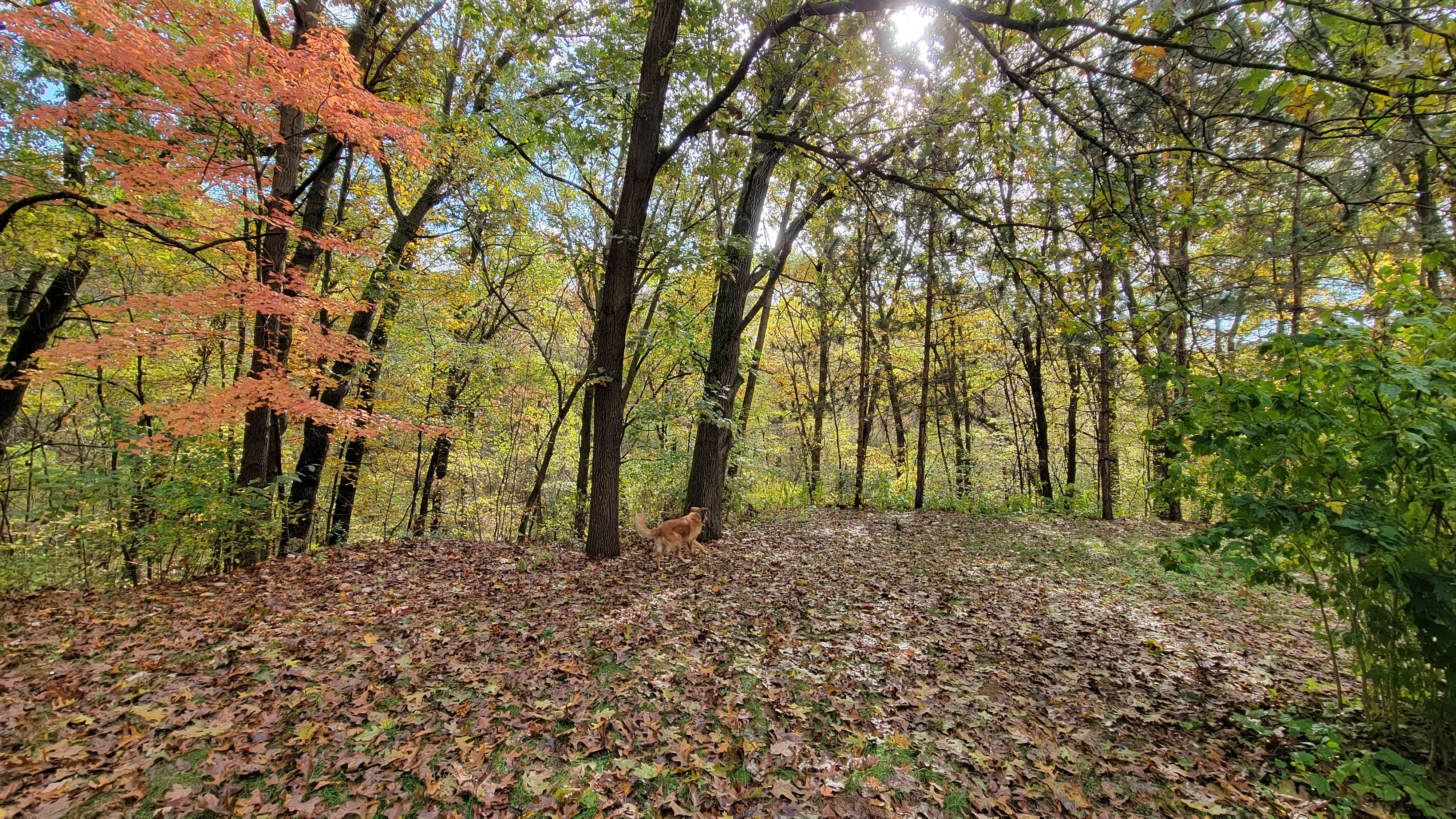 John W.'s photo of camping with pets at Camp Clear Sky near Hudsonville, MI