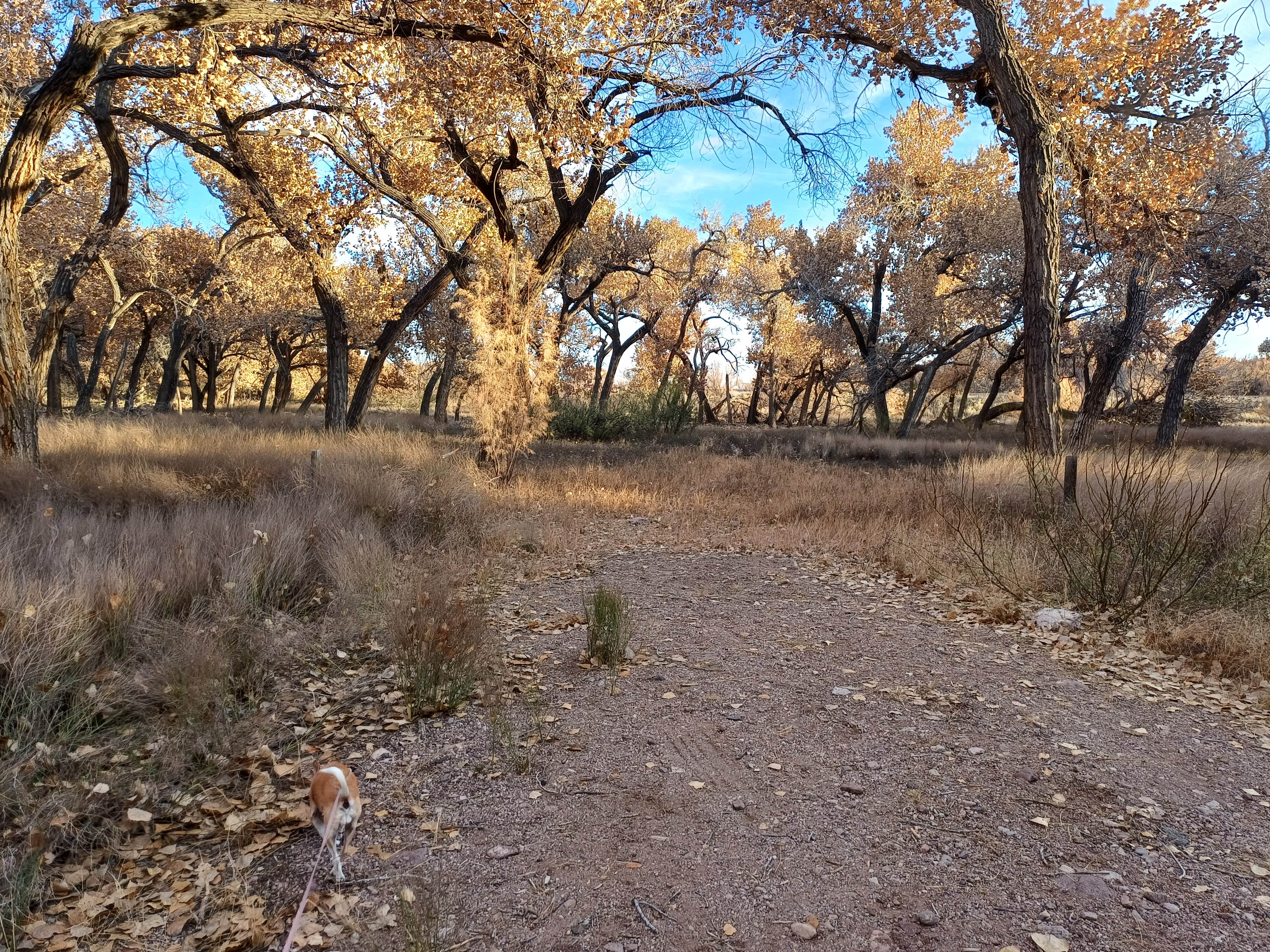 Laura M.'s photo of camping with pets at San Antonio Riverine Park near Lemitar, NM