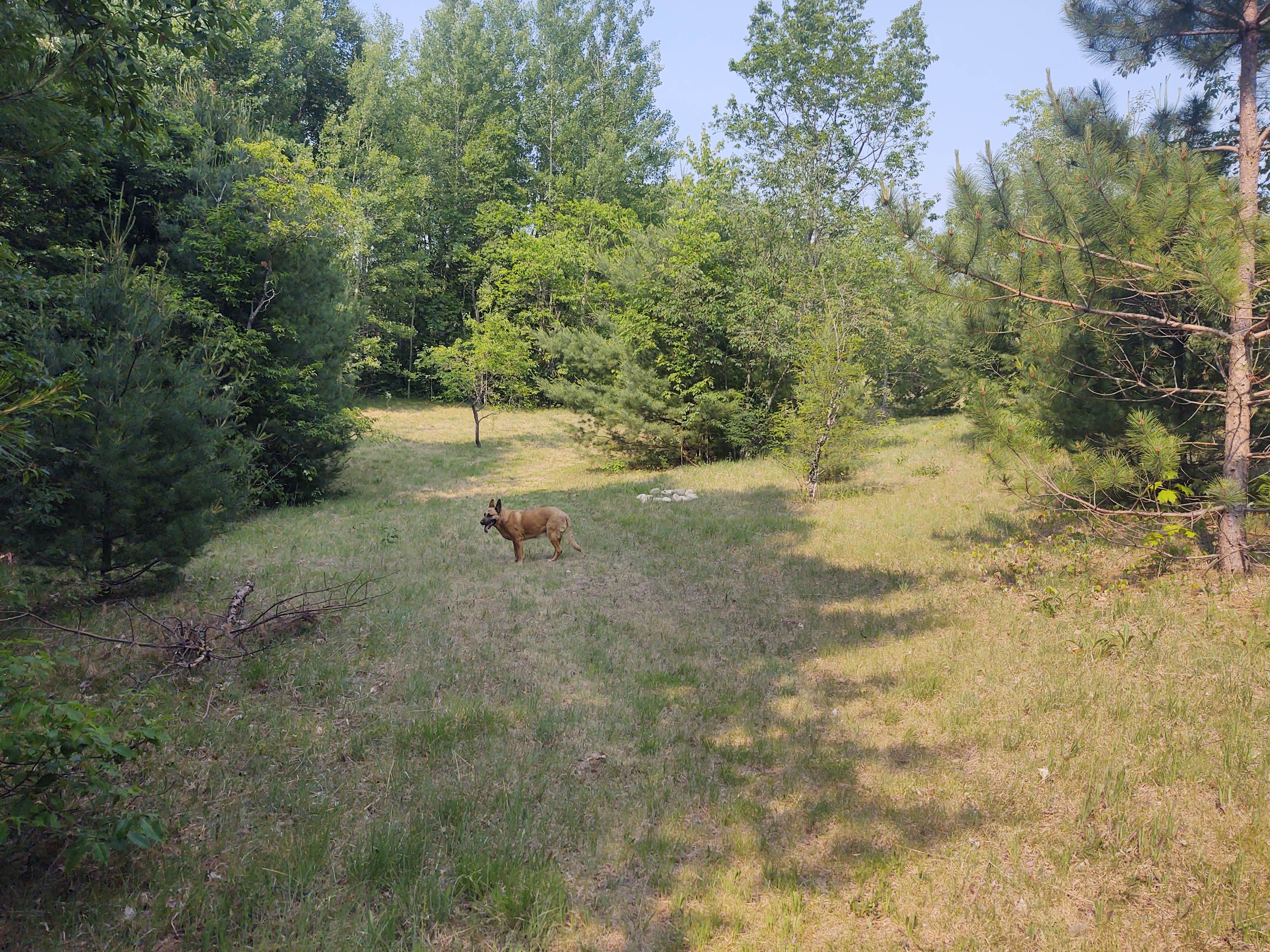 Jackie's photo of camping with pets at Offbeat Acres - Camp Chill AF! near Elmira, MI
