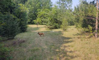 Jackie's photo of camping with pets at Offbeat Acres - Camp Chill AF! near Alden, MI
