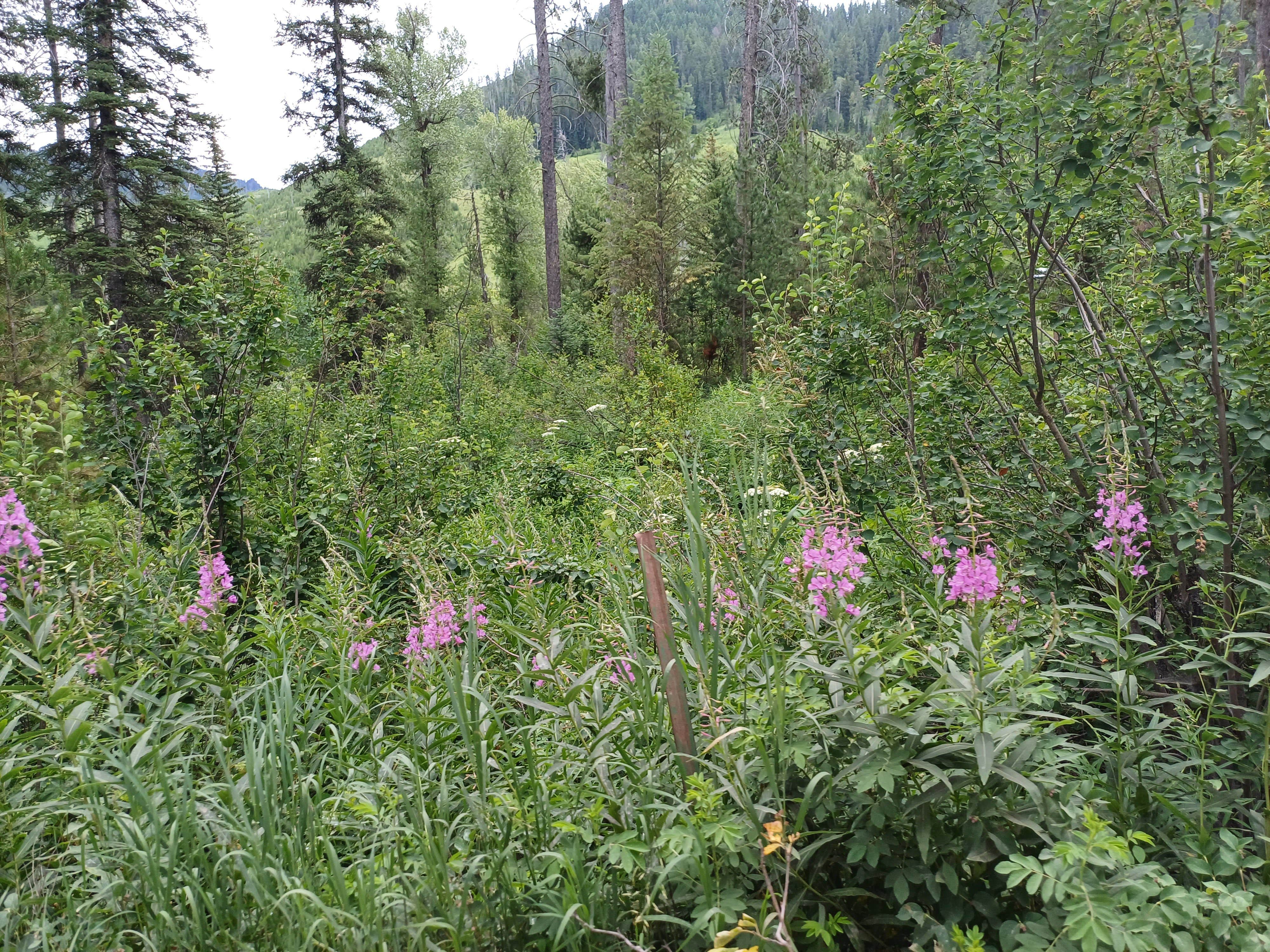 Camper-submitted photo at East Table Campground near Alpine, WY