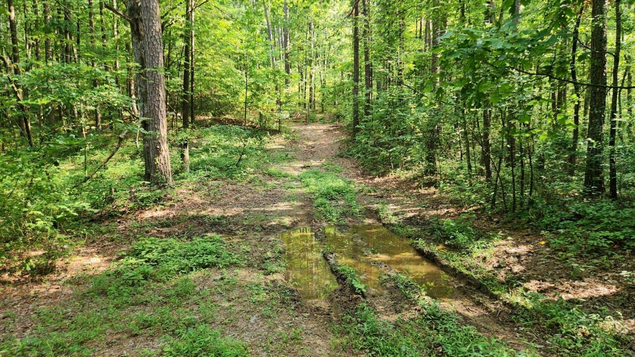 Camper submitted image from Charleston Road Dispersed, Ozark NF, AR - 5