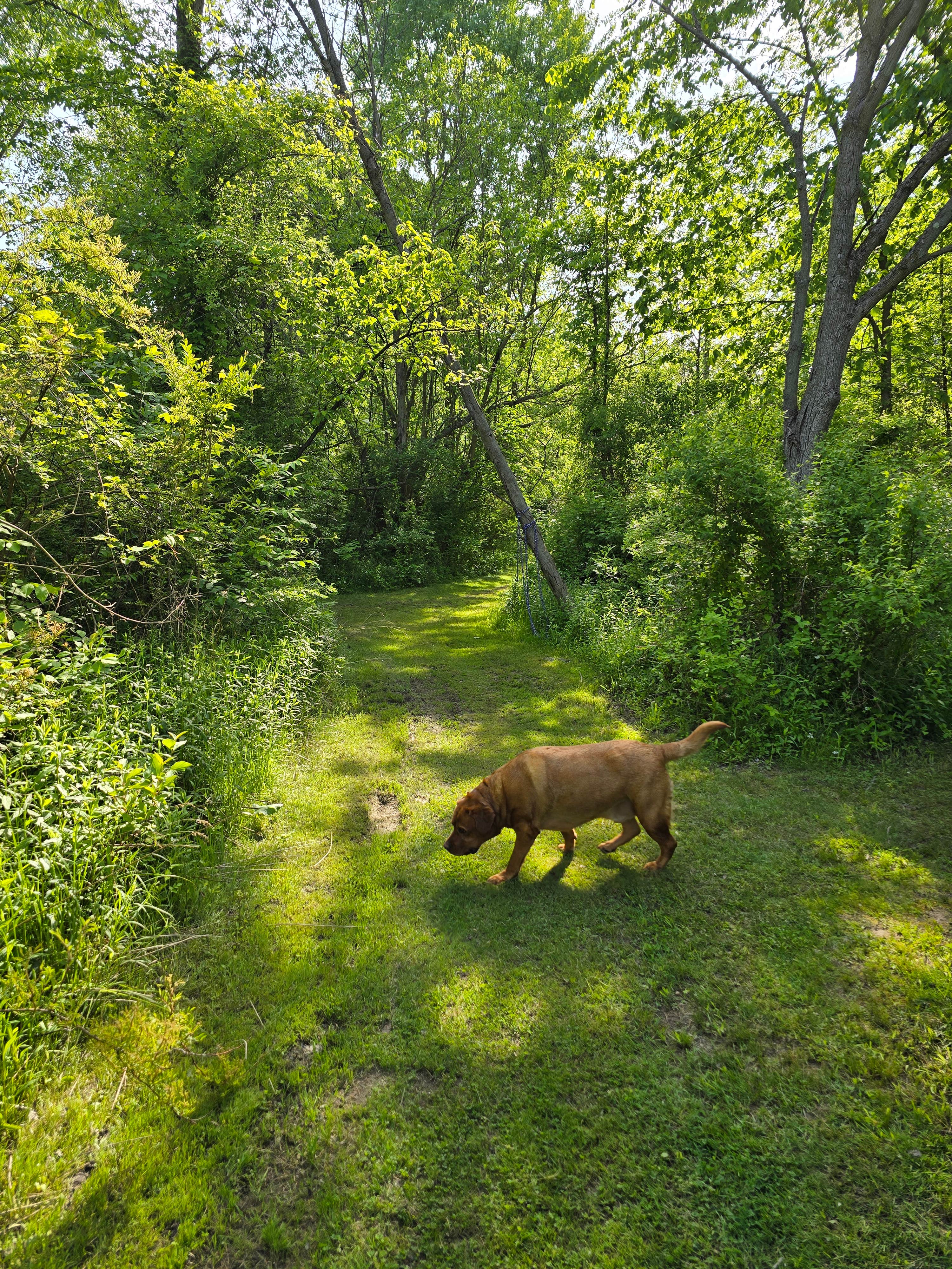 Francesco S.'s photo of camping with pets at Sunflower Farm Camping near Holland, MI