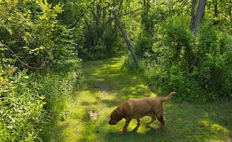Francesco S.'s photo of camping with pets at Sunflower Farm Camping near Stevensville, MI