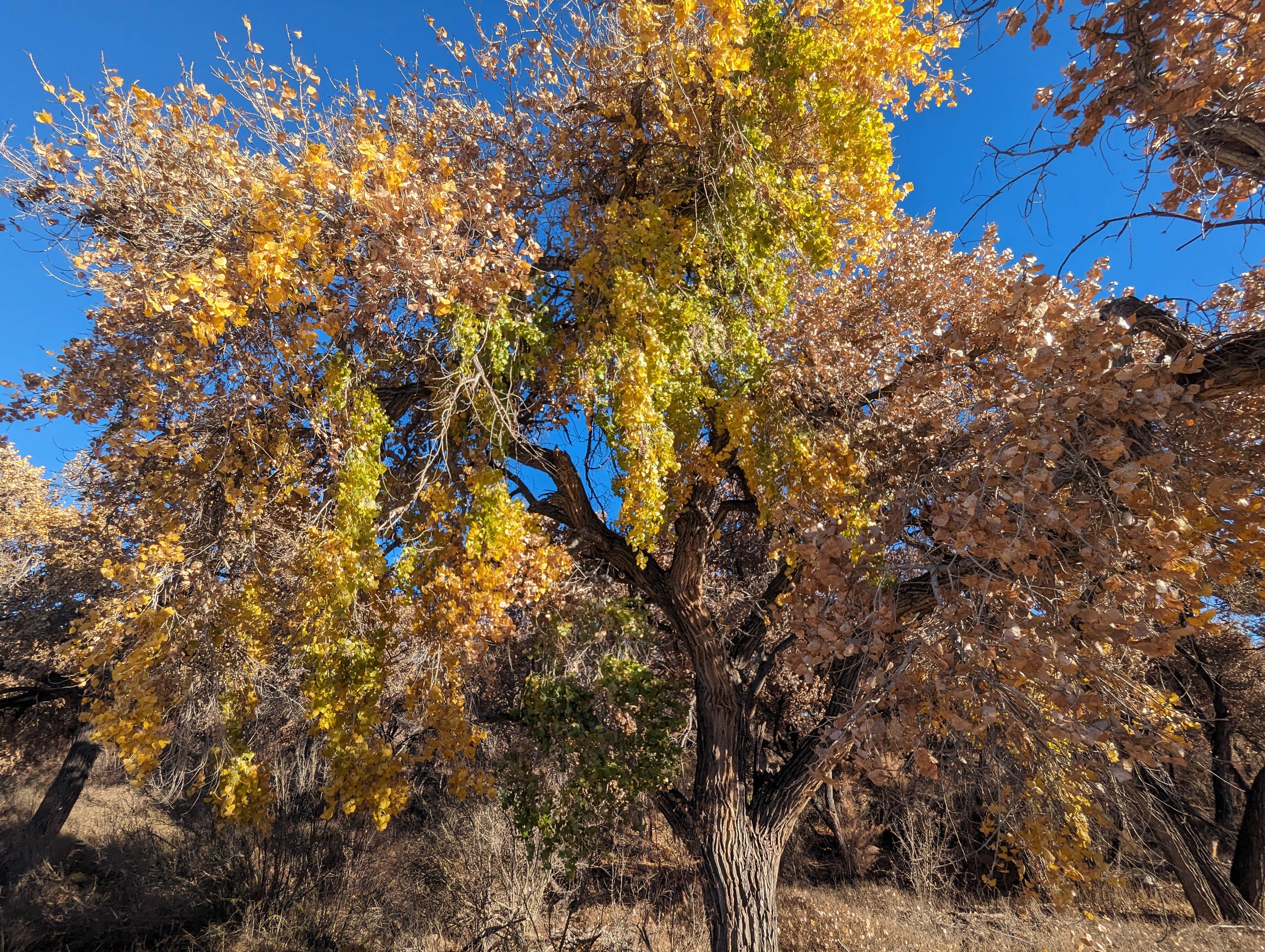 Camper-submitted photo at San Antonio Riverine Park near San Acacia, NM