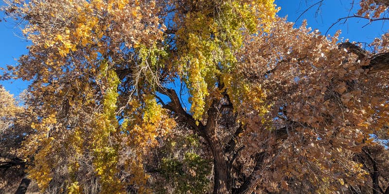 Camper submitted image from San Antonio Riverine Park