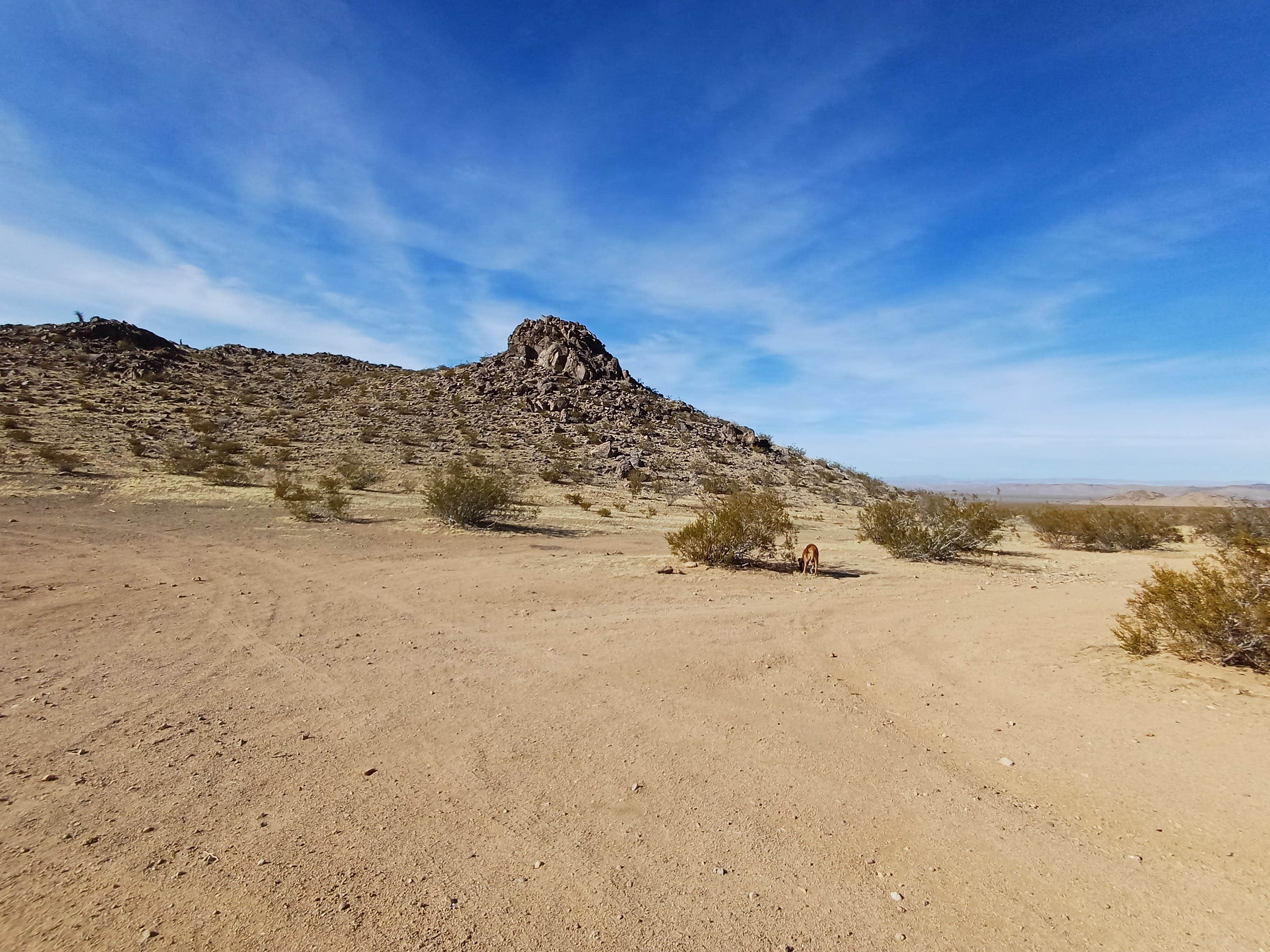 Camper-submitted photo at Ord Mountain Dispersed near Newberry Springs, CA