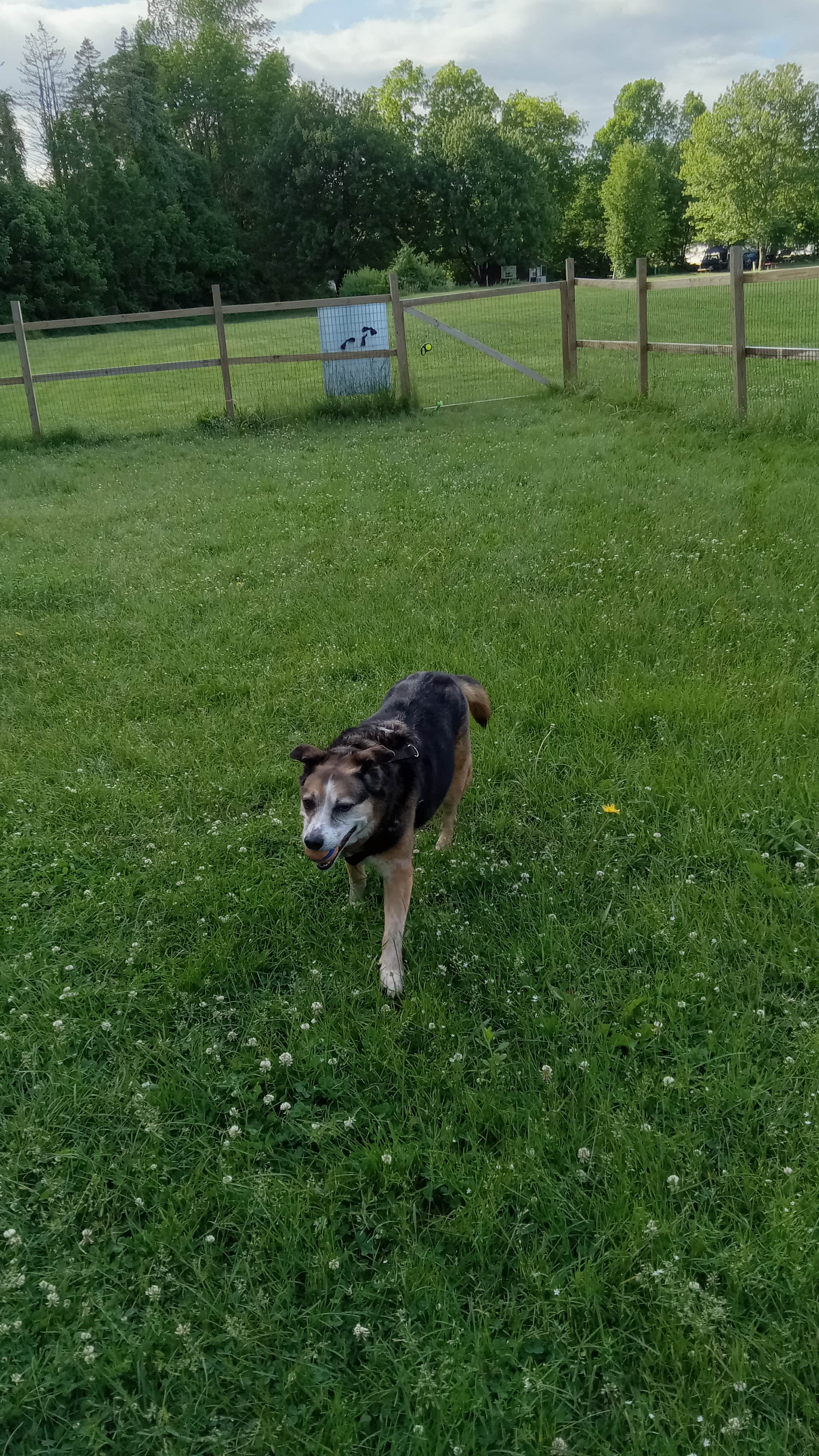 Ann B.'s photo of camping with pets at Spacious Skies Walnut Grove near Ogunquit, ME