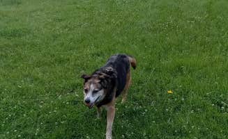 Ann B.'s photo of camping with pets at Spacious Skies Walnut Grove near Scarborough, ME