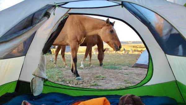 Camper submitted image from Peaceful Prairie Campsites - Gering, Nebraska - 3