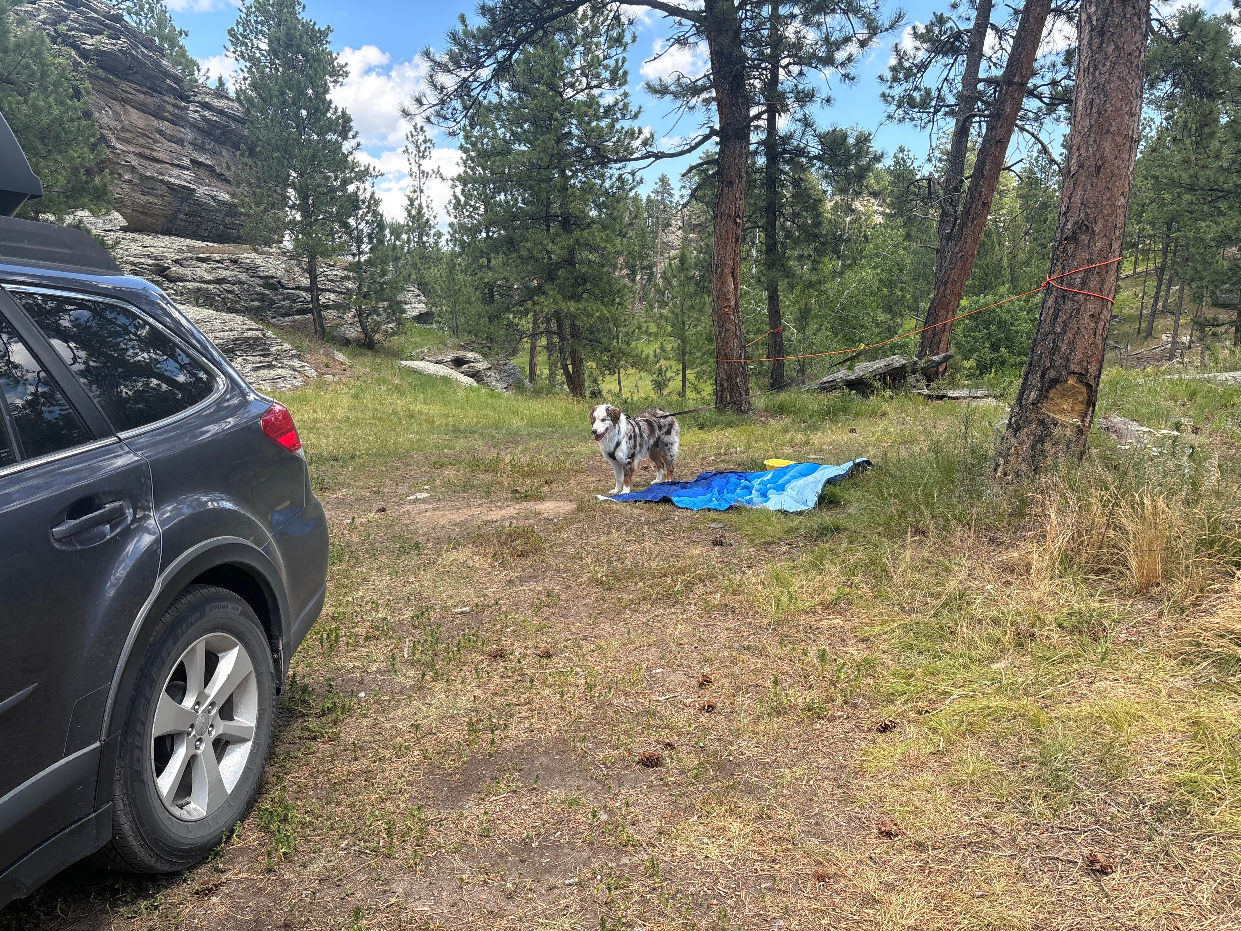 Jennie B.'s photo of camping with pets at RD 356 Dispersed Site Black Hills National Forest near Custer, SD