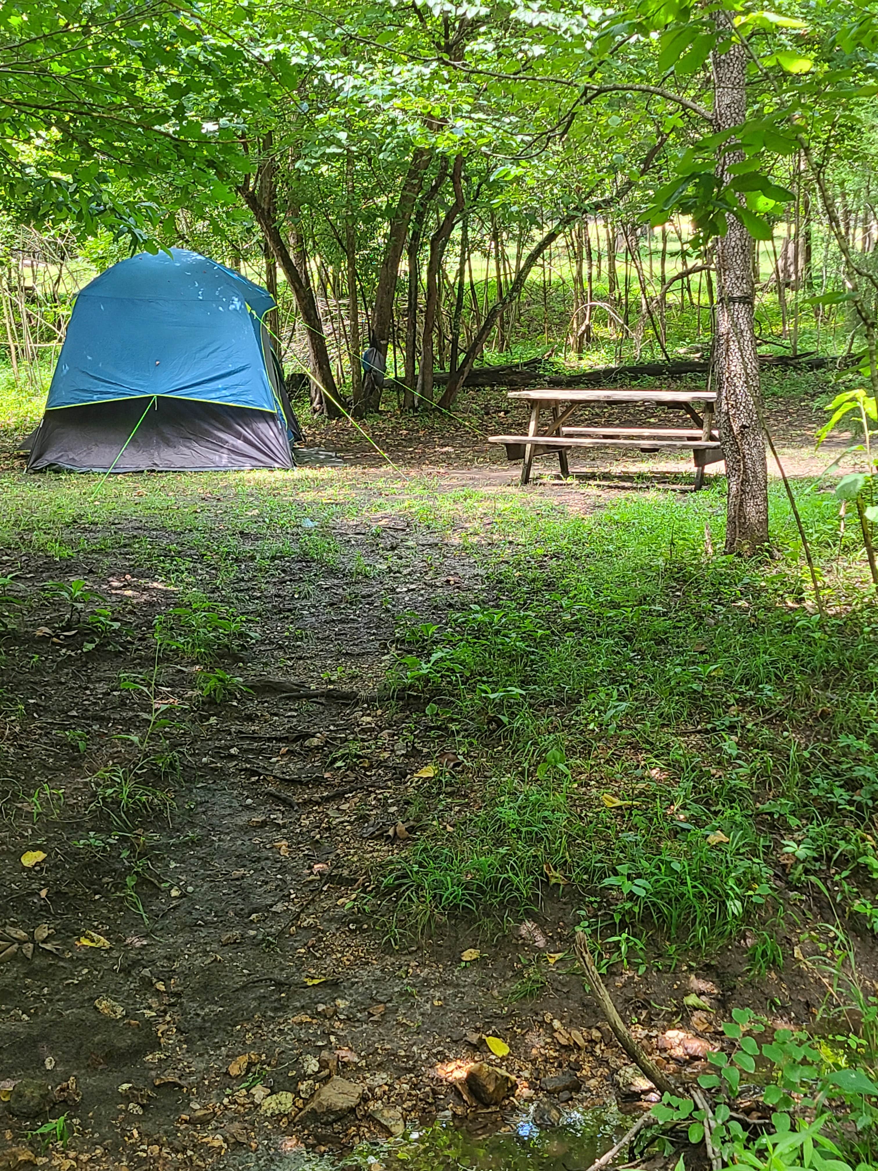 Susan D.'s photo at Hummingbird Hollow Outdoors Farm Sanctuary near De Soto, MO