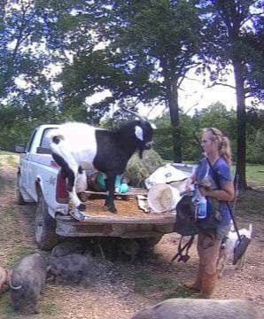 Susan D.'s photo of camping with pets at Hummingbird Hollow Outdoors Farm Sanctuary near Stanton, MO