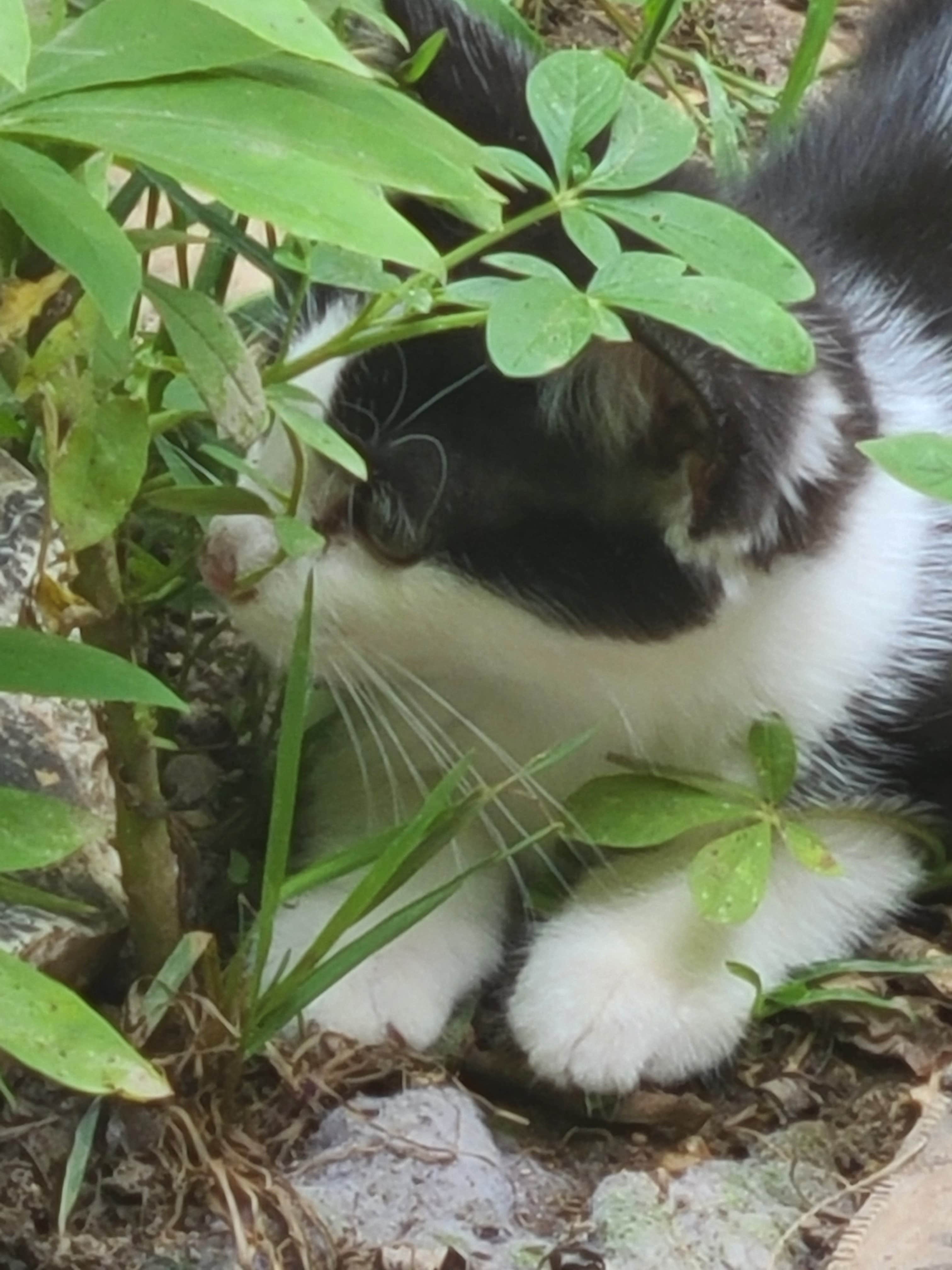 Susan D.'s photo of camping with pets at Hummingbird Hollow Outdoors Farm Sanctuary near Festus, MO