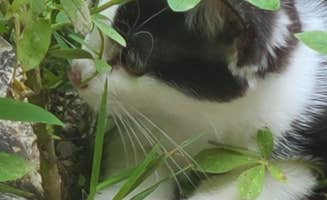 Susan D.'s photo of camping with pets at Hummingbird Hollow Outdoors Farm Sanctuary near Festus, MO
