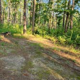 Review photo of Tackett Mountain Road Dispersed, Ozark NF, AR by Fred S., July 10, 2024