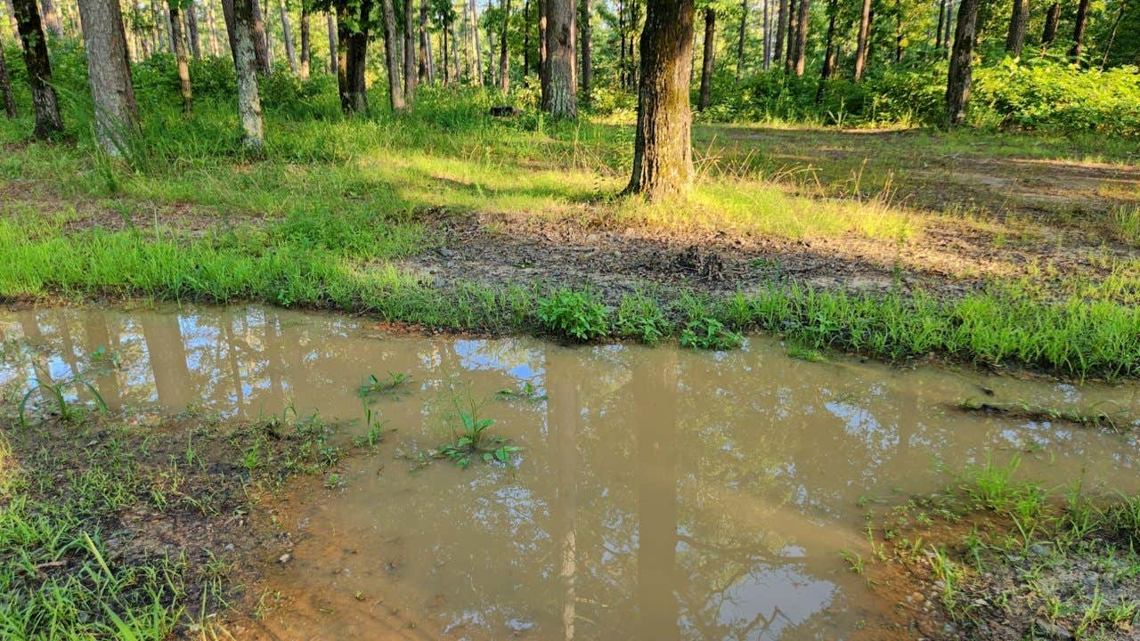 Camper submitted image from Tackett Mountain Road Dispersed, Ozark NF, AR - 5