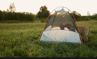 Susan S.'s photo of camping with pets at Socks Family Farm in Vermont