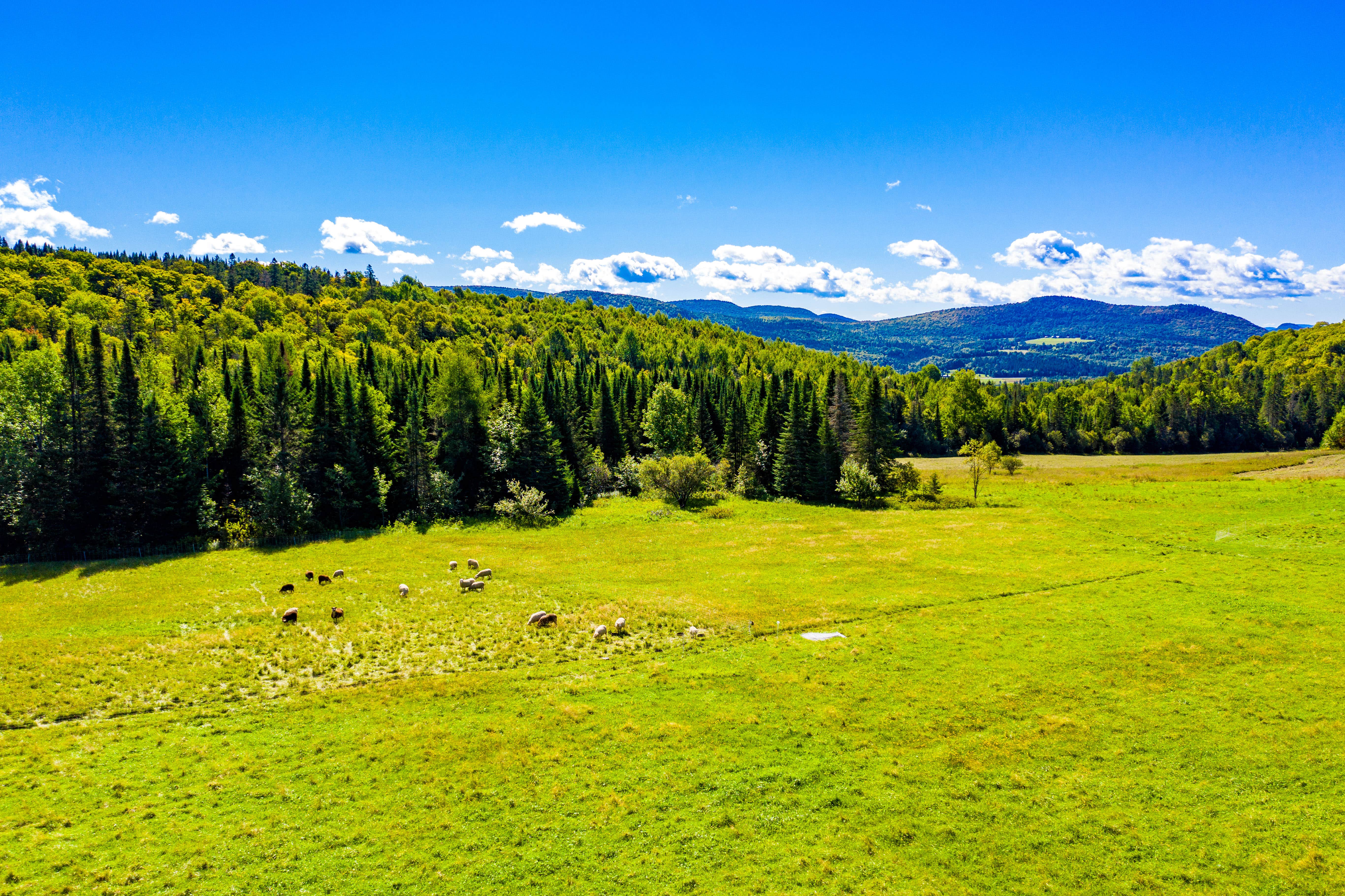 Camping near Ricker Pond State Park Campground: Socks Family Farm, Marshfield, Vermont