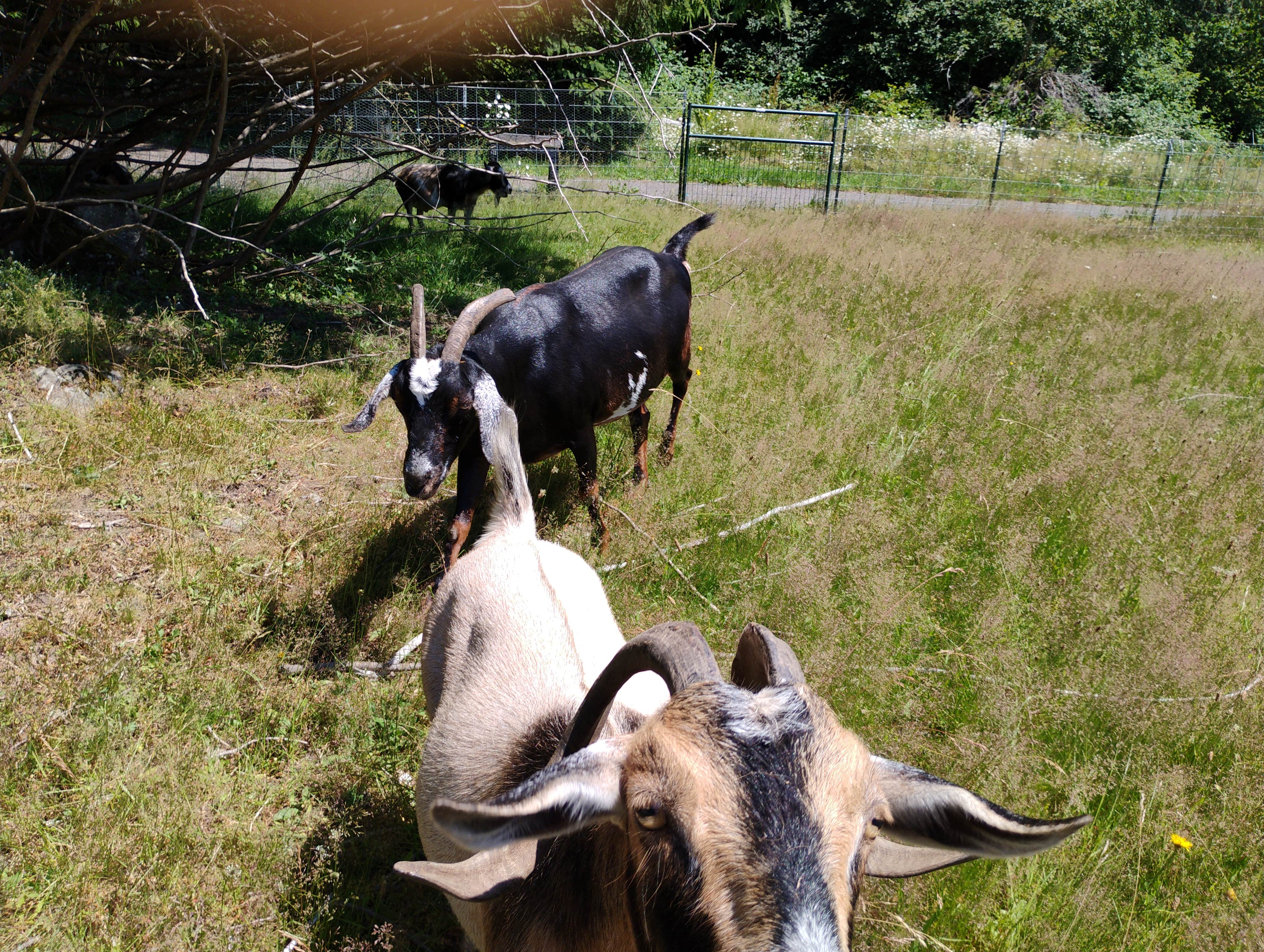 Sauk Mountain Woodland Waters