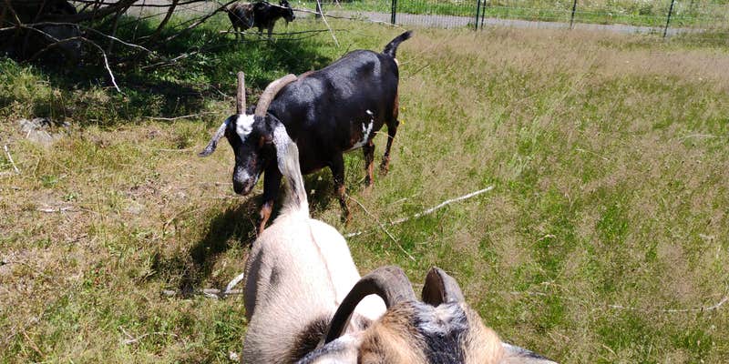 Camper submitted image from Sauk Mountain Woodland Waters