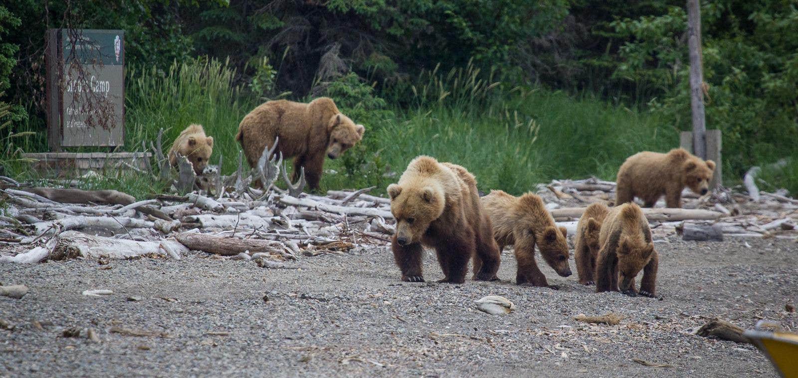 Camper-submitted photo at Brooks Camp Campground — Katmai Bay National Park in Alaska